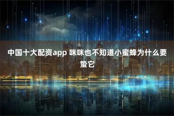 中国十大配资app 咪咪也不知道小蜜蜂为什么要蛰它